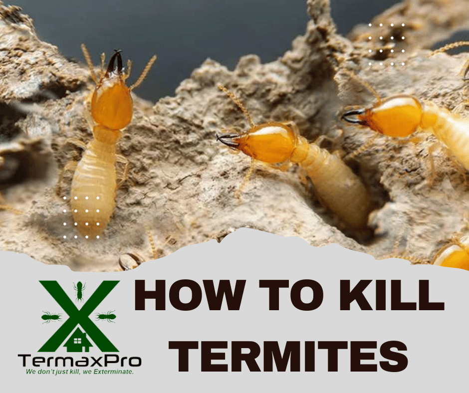 Termite Control